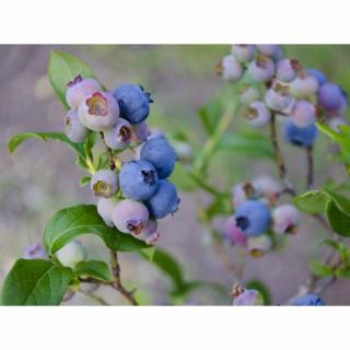 Čučoriedka kanadská (Vaccinium corymbosum) ´PATRIOT´- skorá, výška 70-100 cm; kont. C35L