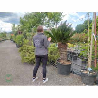 Cykas japonský (Cycas revoluta) - výška 150-180 cm, výška kmeňa 80 cm, obvod kmeňa 80/90 cm, kont. C110L - EXEMPLÁR
