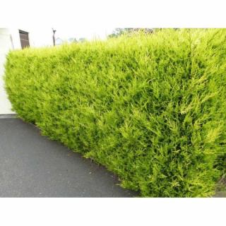 Cyprusovec leylandský (Cupressocyparis leylandii) ´CASTLEWELLAN GOLD´ - výška 60-80 cm, kont. C3L