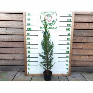Cyprusovec leylandský (Cupressocyparis leylandii) - výška 100-120 cm, kont. C3L