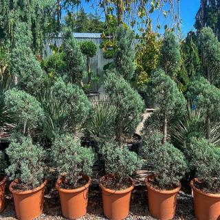 Cypruštek arizónsky (Cupressus arizonica) ´FASTIGIATA´ - výška 150-160 cm, kont. C30L - ŠPIRÁLA