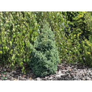 Cypruštek hrachonosný (Chamaecyparis pisifera) ´BOULEVARD´ - výška 30-40 cm, kont. C3L