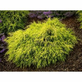 Cypruštek hrachonosný (Chamaecyparis pisifera) ´SUNGOLD´ - výška 10-20 cm  Ø 20-30 cm, kont. C3L