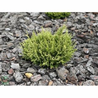 Cypruštek Lawsonov (Chamaecyparis lawsoniana) ´MINIMA GLAUCA´ - výška 15-20 cm, kont. C2L