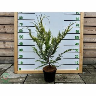 Cypruštek Lawsonov (Chamaecyparis lawsoniana)  ´STEWARTII´ - výška 60-90 cm, kont. C3L