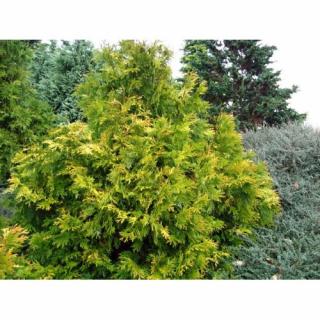 Cypruštek nutkanský (Chamaecyparis nootkatensis) ´AUREOVARIEGATA´ - výška 30-60 cm, kont. C5L - 2. Trieda/Kvalita B
