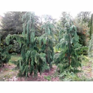 Cypruštek nutkanský (Chamaecyparis nootkatensis) 'KLIPPERT' - výška 10-20 cm, ⌀ 20-30 cm, kont. C2L
