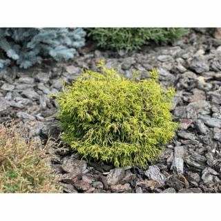 Cypruštek tupolistý (Chamaecyparis obtusa) ´GITTE´ - výška 15-25 cm, kont. C5L