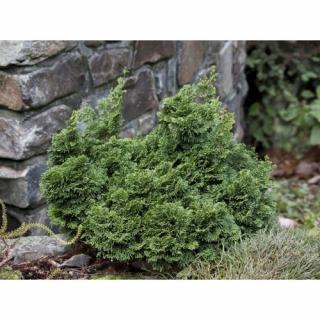 Cypruštek tupolistý (Chamaecyparis obtusa) ´NANA GRACILIS ´ - výška 10-20 cm, ⌀ 10-20 cm, kont. C2L