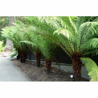 Diksónia antarktická (Dicksonia antarctica) - výška 20-30 cm, Ø 40-60 cm, kont.C5L