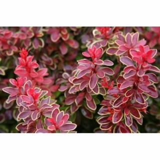 Dráč thunbergov (Berberis thunbergii) ´ADMIRATION´® - výška 15-25 cm, kont. C2L