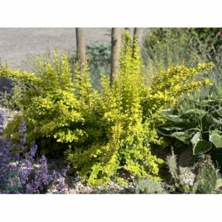 Dráč thunbergov (Berberis thunbergii) ´AUREA´ - výška 20-30 cm, kont. C2L