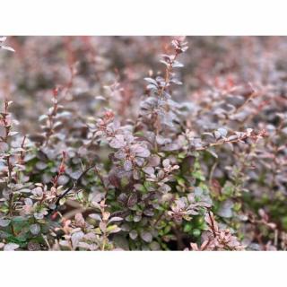 Dráč thunbergov (Berberis thunbergii) ´DART´S RED LADY´ - výška 20-40 cm, ⌀ 20-40 cm, kont. C2L