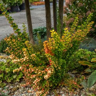 Dráč thunbergov (Berberis thunbergii) ´ERECTA´ - výška 30-50 cm, kont. C2L