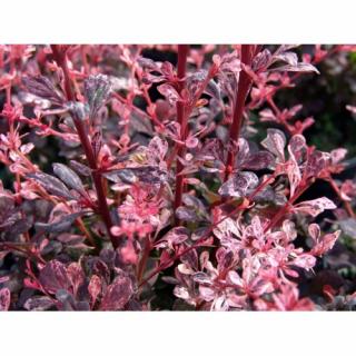Dráč thunbergov (Berberis thunbergii) ´HARLEQUIN´ - výška 20-40 cm, ⌀ 30-50 cm, kont. C2L