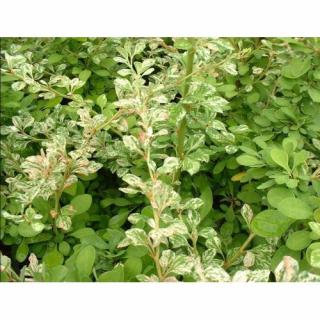 Dráč thunbergov (Berberis thunbergii) ´KELLERIS´ - výška 50-70 cm, kont. C2L