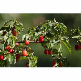Drieň jedlý (Cornus mas) ´JOLICO´ výška 30-50 cm, kont. C3L
