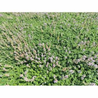 Dúška tymianová (Thymus Vulgaris) kont. P9