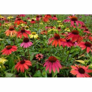 Echinacea purpurová (Echinacea purpurea) ´CHEYENNE SPIRIT´ kont. C1.5L