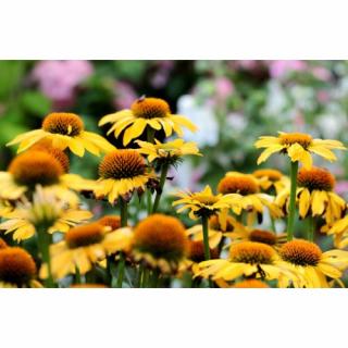 Echinacea purpurová (Echinacea purpurea) ´SUMMER BREEZE´ kont. C1.5L