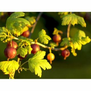 Egreš obyčajný (Grossularia uva-crispa) ´HINNONMAKI ROT´ - výška 70-100 cm, stredne skorý, červený, voľnokorenný - STROMČEKOVÝ/ NA KMIENKU