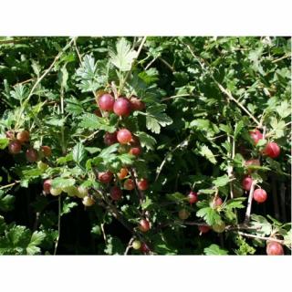 Egreš obyčajný (Grossularia uva-crispa) ´SALUT´ - výška 70-100 cm, stredne skorý, voľnokorenný, červený - STROMČEKOVÝ/ NA KMIENKU
