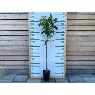Figovník (Ficus carica) ´BROWN TURKEY´ - výška: 90-120 cm, kont. C6L - NA KMIENKU (-20°C)