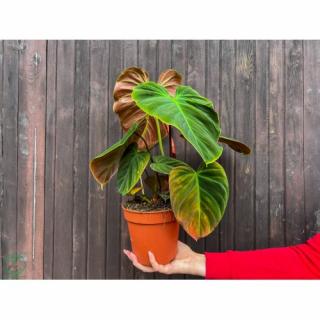 Filodendrón (Philodendron rubrijuvenile) ´EL CHOCO RED´ -  výška 25-35 cm, kont. C1,5L