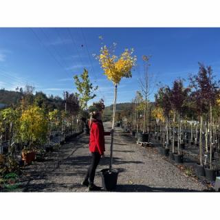 Ginko dvojlaločné (Ginkgo biloba) ´FASTIGIATA BLAGOON´ - výška 230-250 cm, obvod kmeňa 8/10 cm, kont. C35L - SAMEC