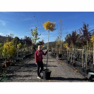 Ginko dvojlaločné (Ginkgo biloba) ´TROLL´ - výška 230-250 cm, obvod kmeňa 8/10 cm, kont. C35L - SAMEC