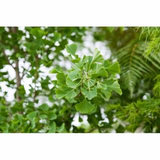 Ginko dvojlaločné (Ginkgo biloba) – výška 50-80 cm, kont. C5L