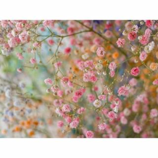 Gypsomilka hybridná (Gypsophila) ´ROSENSCHLEIER´ - kont. P9