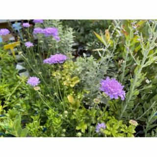 Hlaváč fialový (Scabiosa columbaria) 'BUTTERFLY BLUE' kont. P9