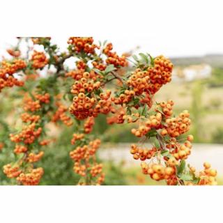 Hlohyňa šarlátová (Pyracantha) ´ORANGE GLOW´ - výška 40-60 cm, kont. C3L