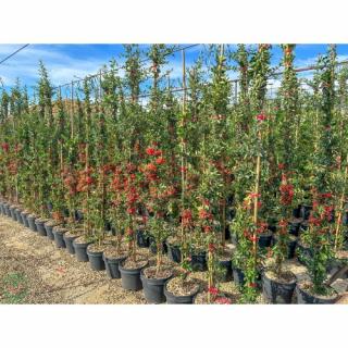 Hlohyňa šarlátová (Pyracantha) ´RED COLUMN´ - výška 40-60 cm, kont. C3L