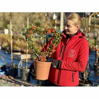 Hlohyňa šarlátová (Pyracantha) ´RED COLUMN´ - výška 40 cm, kont. C5L - TVAROVANÉ SRDCE