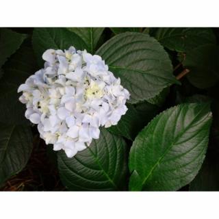 Hortenzia popínavá (Hydrangea petiolaris) - výška 100-120 cm, kont. C18L