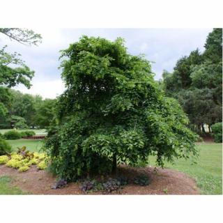 Hrab obyčajný (Carpinus betulus)  ´PENDULA´ - výška 200-250 cm, kont. C130L