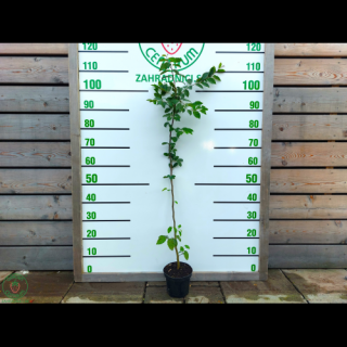 Hrab obyčajný (Carpinus betulus) - výška 30-90 cm, kont. C2L