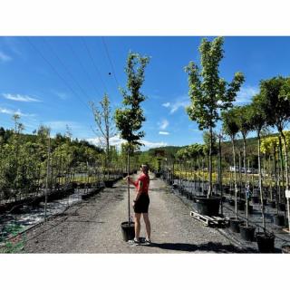 Hrab obyčajný (Carpinus betulus) - výška 350-400 cm, obvod kmeňa 8/10 cm, kont. C18L