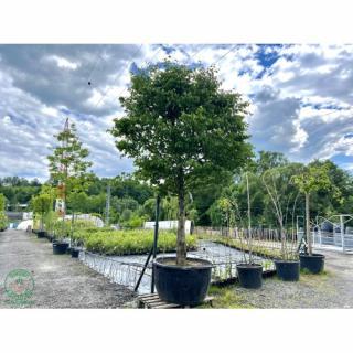 Hrab obyčajný (Carpinus betulus) - výška 400+ cm, obvod kmeňa 40/50 cm, kont. C500L - BALÓN
