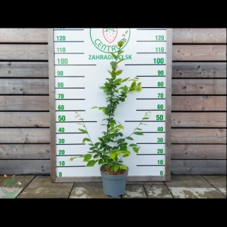 Hrab obyčajný (Carpinus betulus) – výška 90-120 cm, kont. C5L