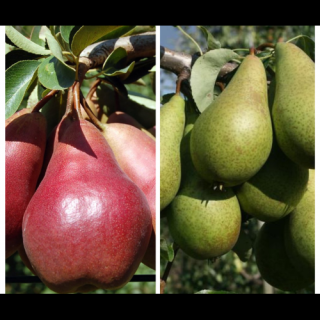 Hruška DUO 2in1 (Pyrus communis) WILLIAMS + KONFERENCIA, výška 130-150 cm, kont. C10L - kvetináčová