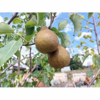 Hruška obyčajná (Pyrus Communis) ´KAISER´ - výška 250-300 cm, obvod kmeňa: 14/16 cm, kont. C70L