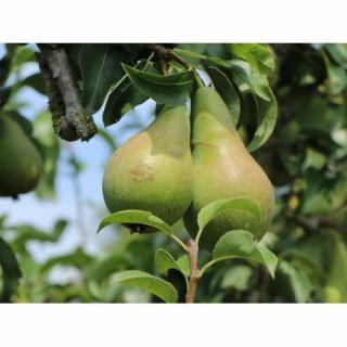 Hruška obyčajná (Pyrus communis) ´KONFERENCIA´ jesenná, výška: 120-150 cm, kont. C10L