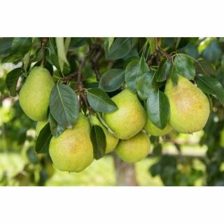 Hruška obyčajná (Pyrus communis) ´WILLIAMS´ letná, výška 100-120 cm, kont. C10L