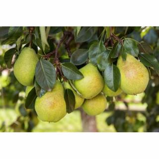 Hruška obyčajná (Pyrus Communis) - zelená ´WILLIAMS´ na kmienku, letná, výška 180-220 cm, obvod kmeňa: 4/6 cm, kont. C10L - kvetináčová
