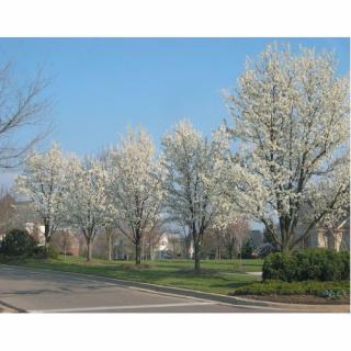 Hruška okrasná (Pyrus calleryana) ´CHANTICLEER´ - výška 500 cm, obvod kmeňa: 20/25 cm, kont. C230L