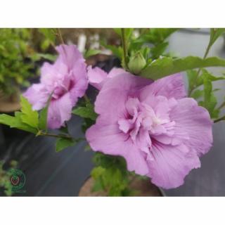 Ibištek sýrsky (Hibiscus syriacus) ´LEVANDER CHIFFON´® - výška 50-80 cm, kont. C3L