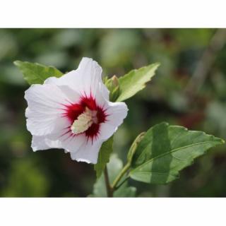 Ibištek sýrsky (Hibiscus syriacus) ´MONSTROSUS´ – výška 110-130 cm, kont. C5L